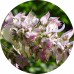 Clary Sage E/O: Vital Herb